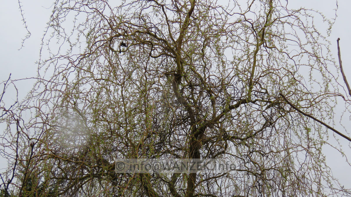 Salix erythroflexuosa 01.JPG